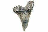 Snaggletooth Shark (Hemipristis) Tooth - South Carolina #270020-1